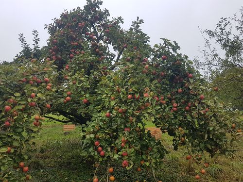 Apfelbaum in unserem Obstgarten